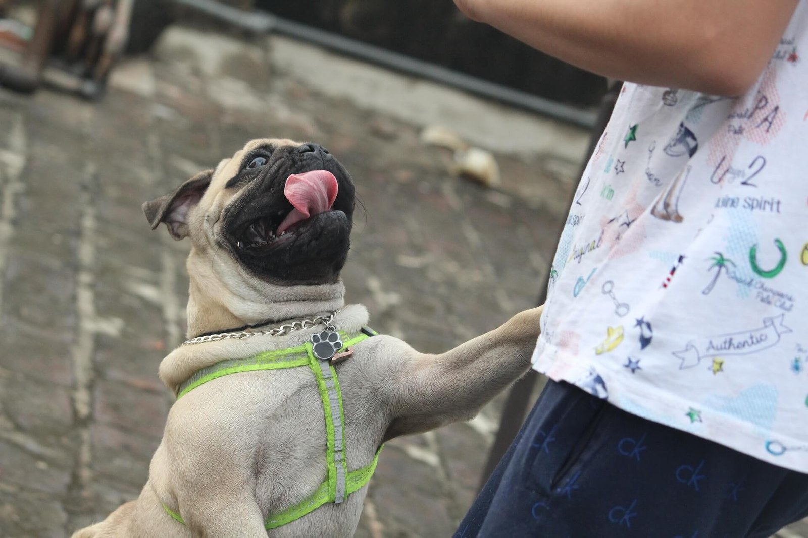 Cachorro ansioso: Conheça formas de amenizar esse problema