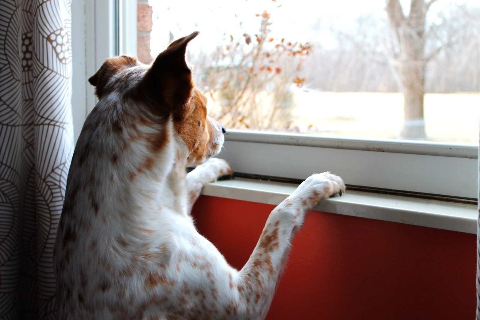 Cachorro ansioso: Conheça formas de amenizar esse problema