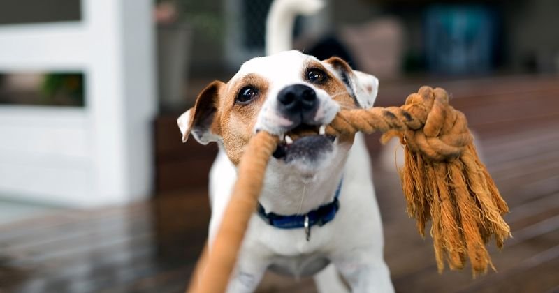 Aprenda a gastar a energia de seu cachorro dentro de casa!