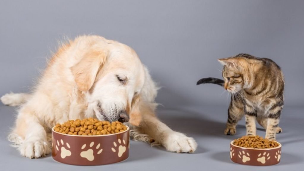 Quantas vezes por dia os cães e os gatos devem se alimentar