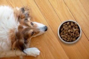 Seu pet não quer comer ração? Saiba o que fazer!