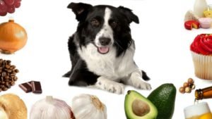 Não deixe de conferir: Lista de 14 alimentos proibidos para cachorros!