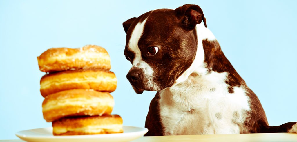 alimentos proibidos para cachorros: Massas