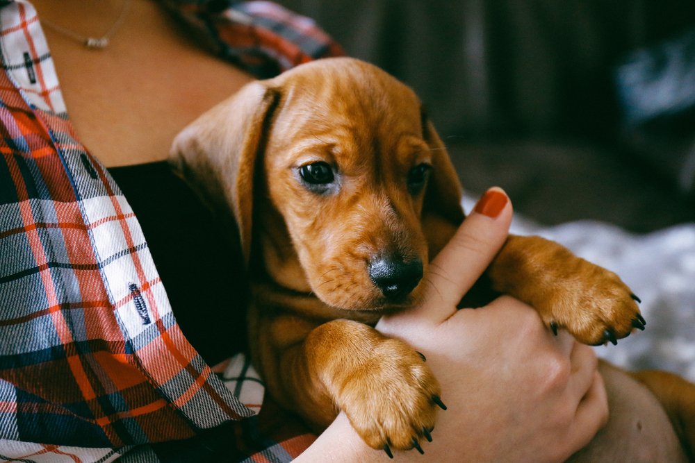 Socializar cãozinho filhote antes das vacinas: Fazer passeios 