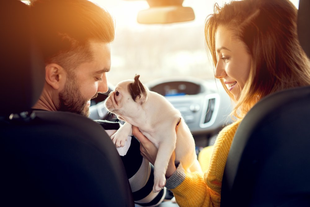 Socializar cãozinho filhote antes das vacinas: Passear de carro