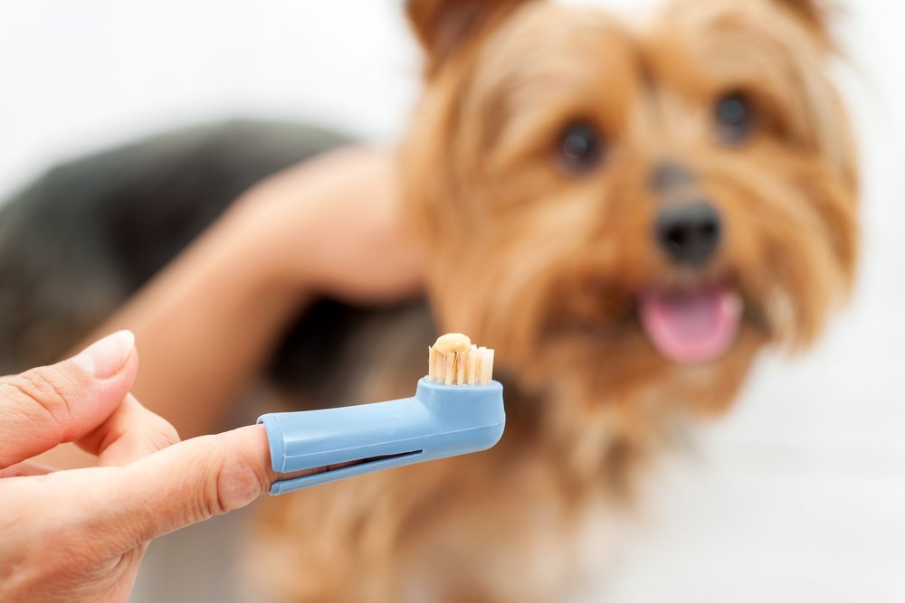 Mas afinal, como devo escovar os dentes do meu cachorro?