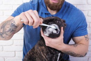 Aprenda de uma vez por todas a escovar os dentes do seu cachorro!