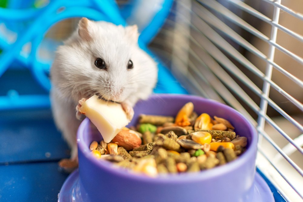 Como cuidar de um hamster? Alimentação 