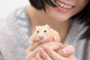 Afinal, você sabe como cuidar de um hamster? Descubra tudo!