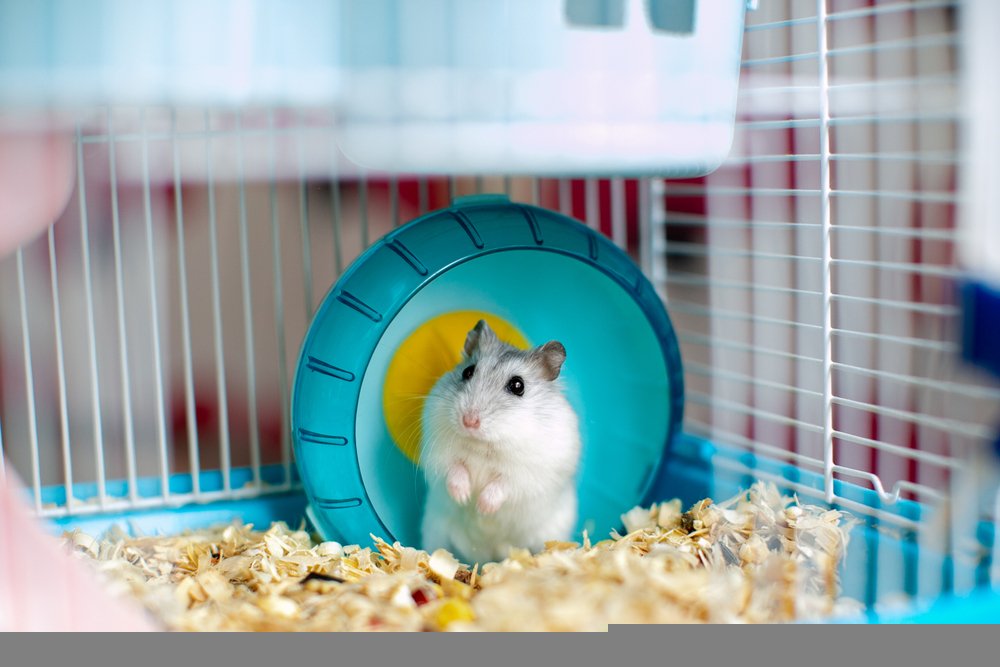 Como cuidar de um hamster? Gaiola com substrato 