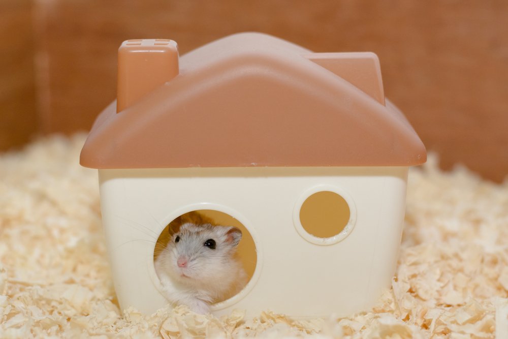 Como cuidar de um hamster? Casinha para se refugiar 