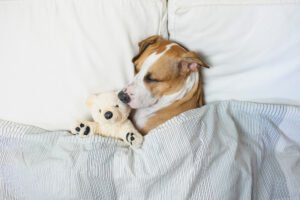 Cachorros também sonham ou tem pesadelos? Descubra tudo!