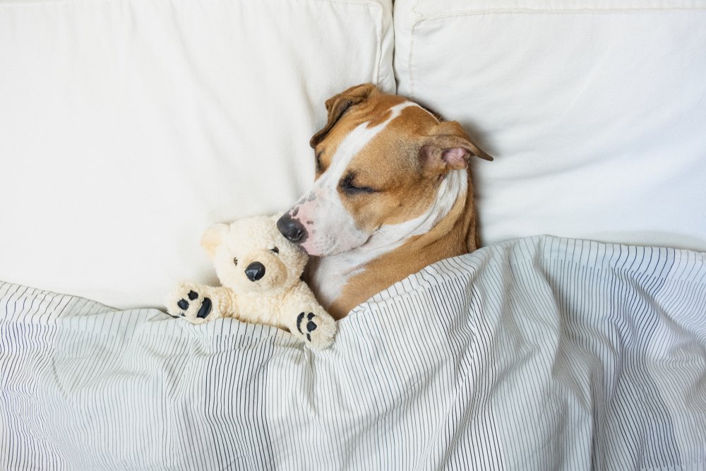 Cachorros também sonham ou tem pesadelos? Descubra tudo!