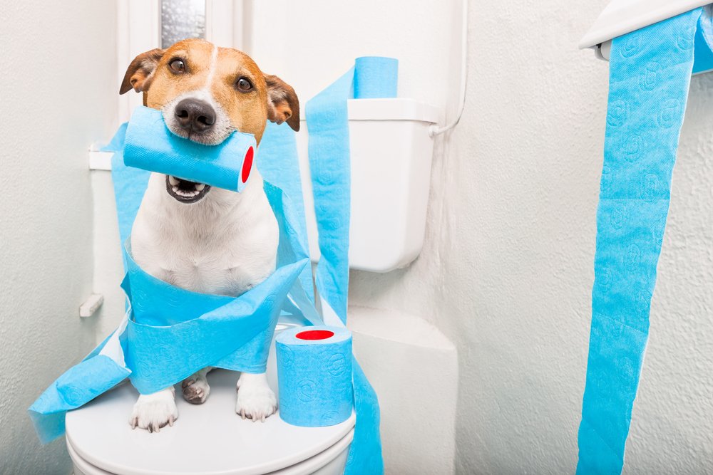 Como ensinar o cachorro a fazer xixi e cocô no lugar certo?