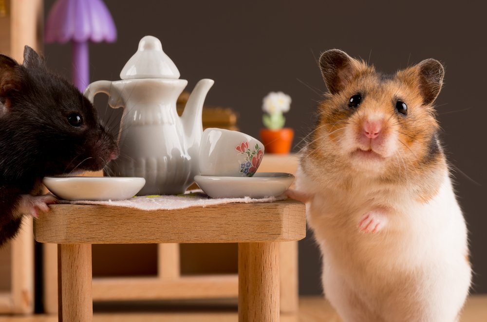 Animais para apartamento: Hamster 