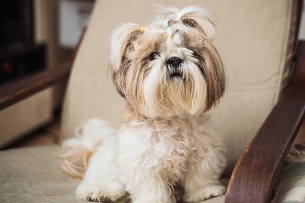 Animais para apartamento: Cachorro 