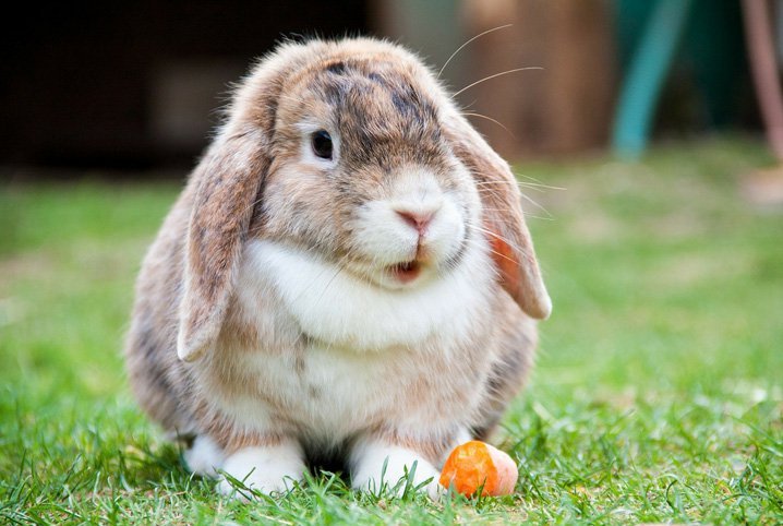 Animais para apartamento: Coelho 