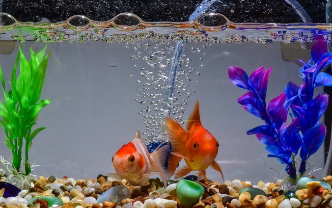 Animais para apartamento: Peixe