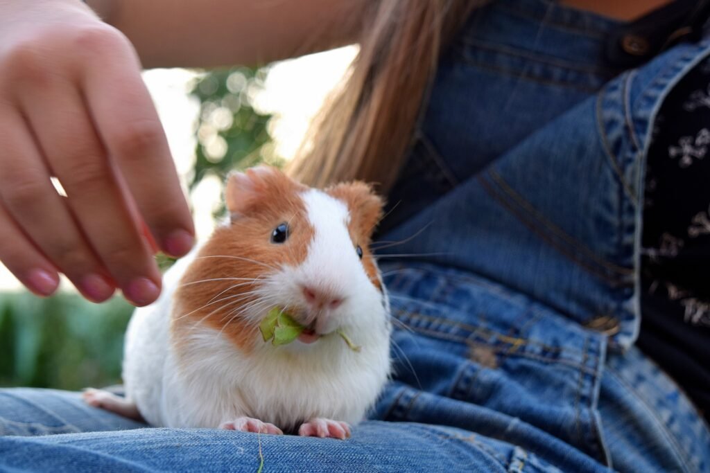 Animais para apartamento: Porquinho-da-índia