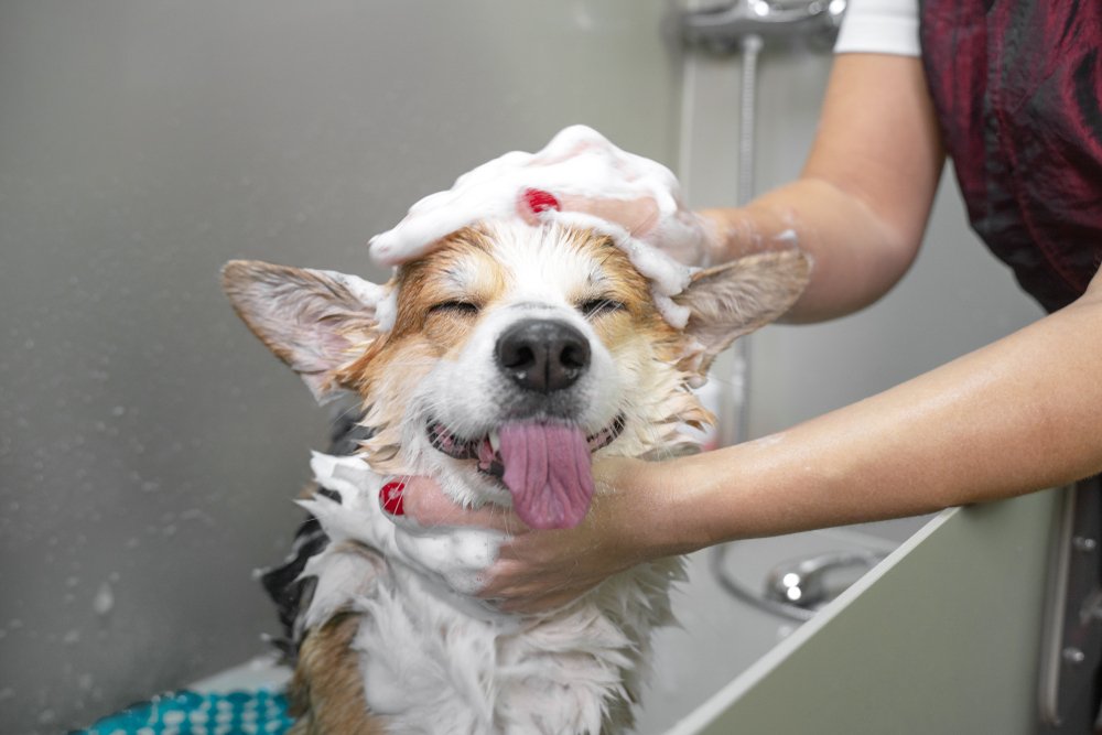 Passo a passo completo: Como dar banho no cão ou gato em casa!