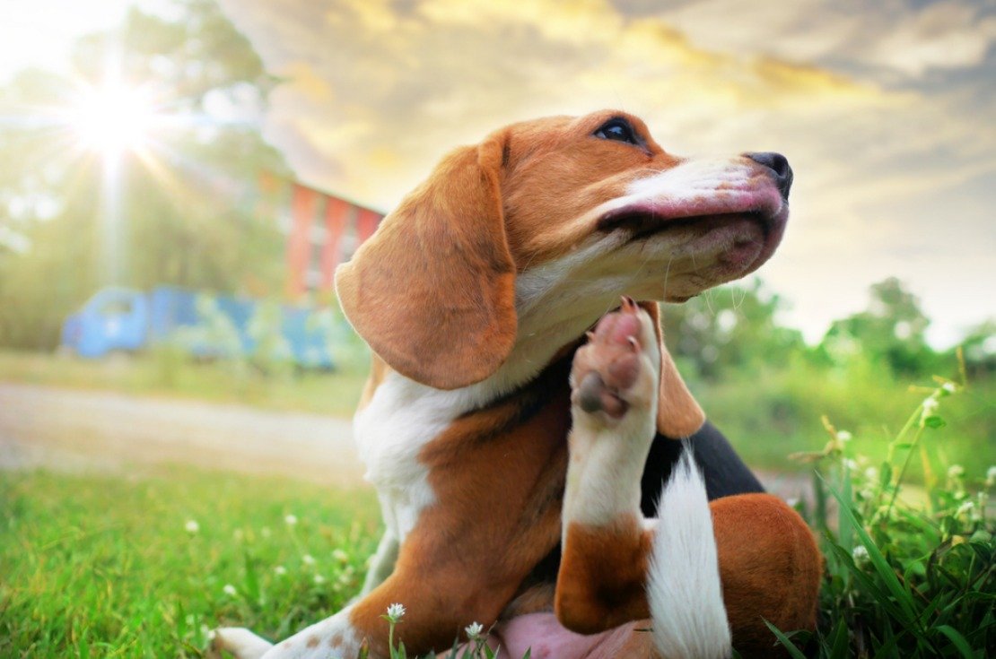 Pulgas: Aprenda a acabar com uma infestação desses pequenos parasitas!