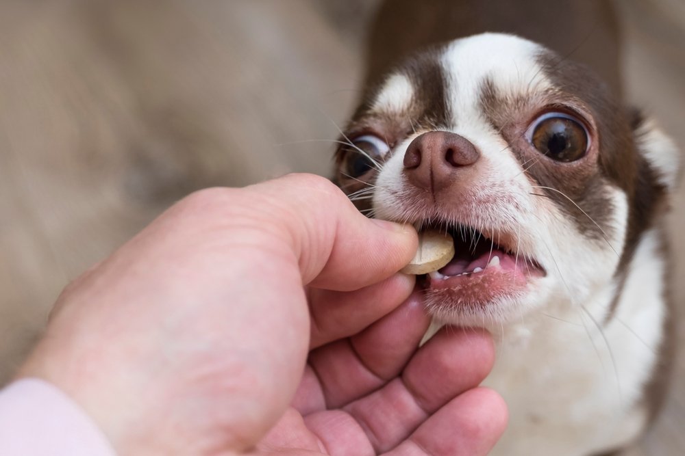 A vermifugação do seu pet está em dia? Veja sua importância!