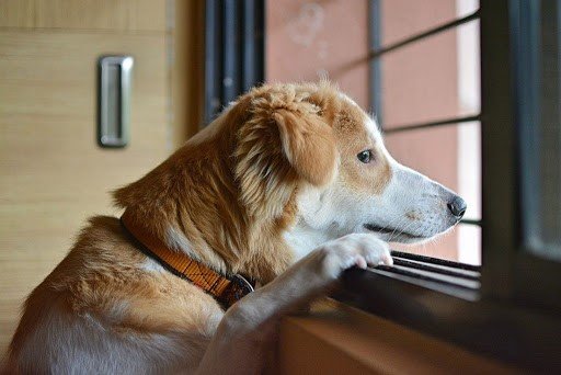 Cães com ansiedade de separação
