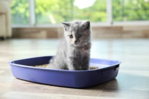 Caixa de areia para gatos: Como escolher a ideal?