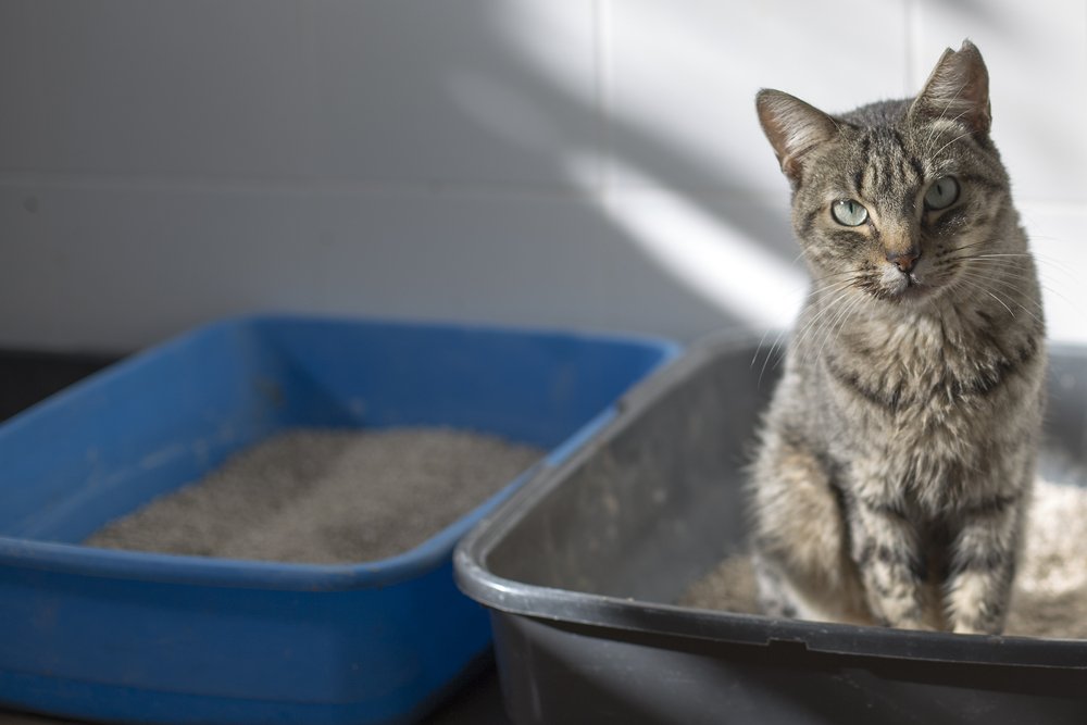 Caixa de areia para gatos: saiba escolher a melhor opção