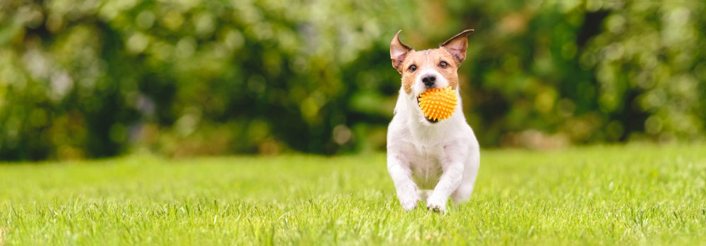 Confira 3 brinquedos que vão deixar seu cachorro menos estressado