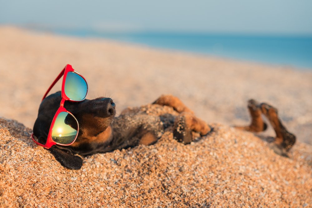 É saudável os cães permanecerem por muito tempo no sol?