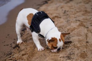 Leptospirose canina: como prevenir e tratar?