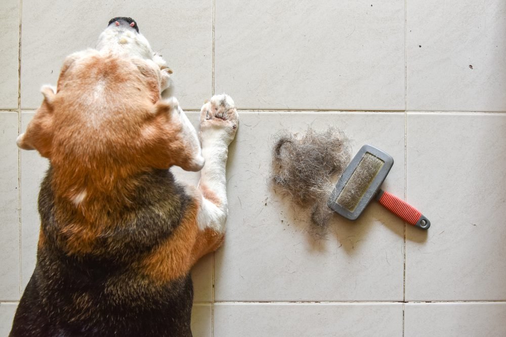 Caspa em cachorro: saiba como prevenir e tratar